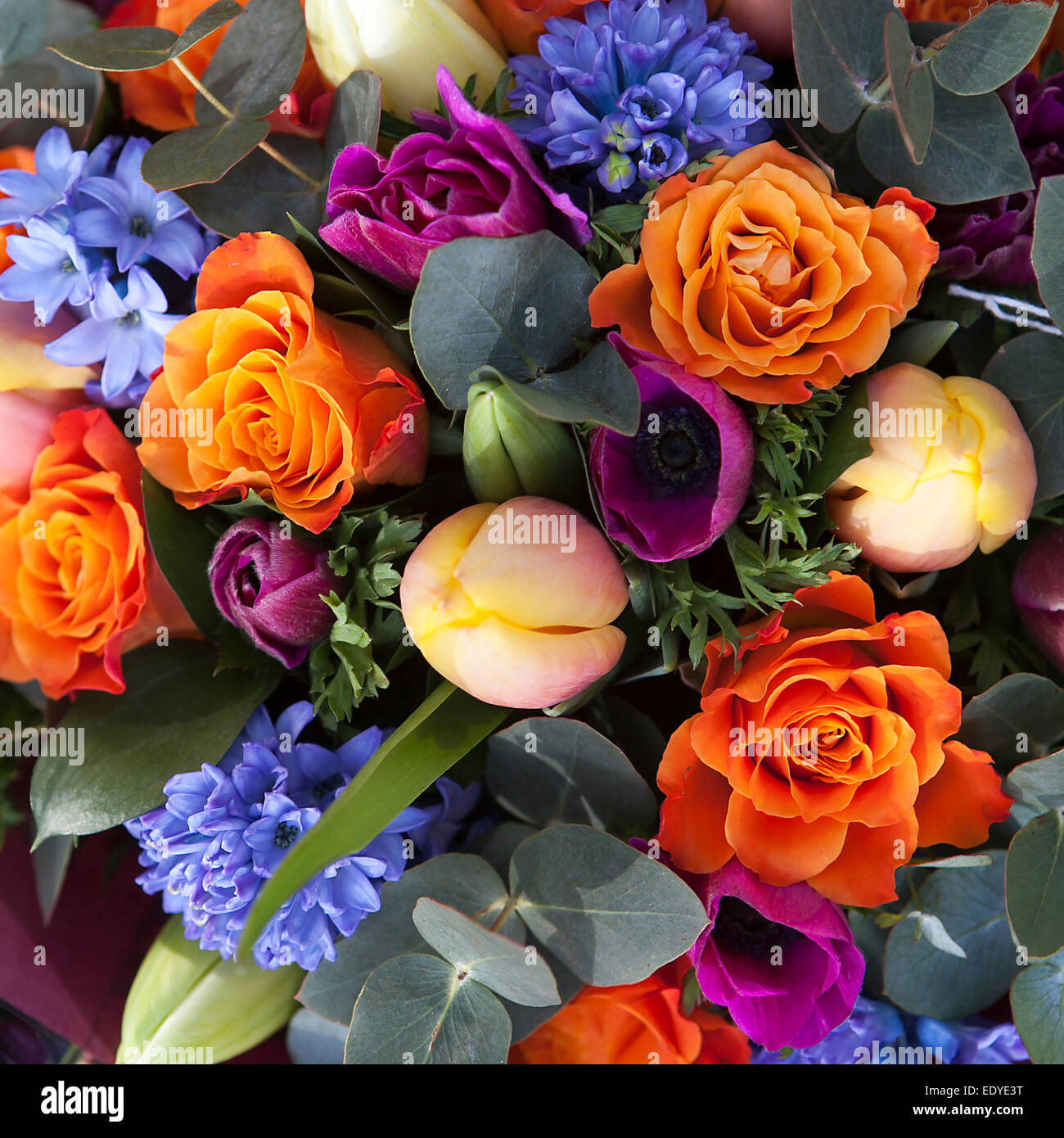 Bouquet de fleurs de printemps tulipes colorées., Ranunculus, jacinthe, Daisy, anemone. Banque D'Images