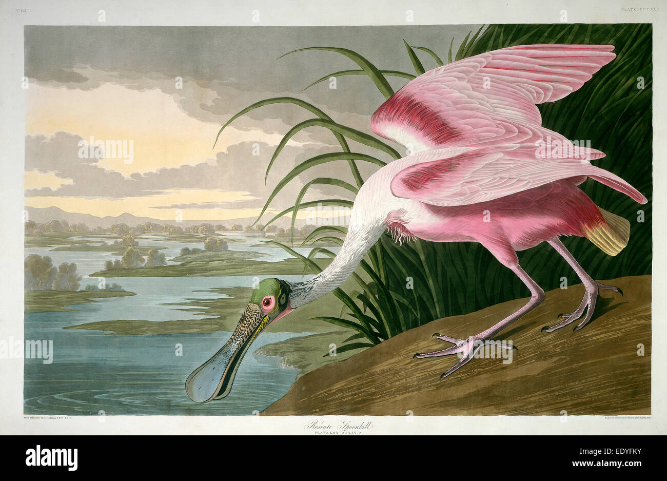 Robert Havell après John James Audubon, Spatule rosée, américain, 1793 - 1878, 1836, à la main, à l'aquatinte et la gravure Banque D'Images