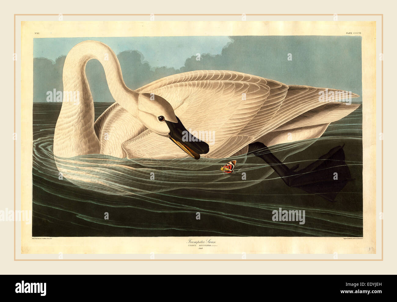 Robert Havell après John James Audubon, le cygne, Américain, 1793-1878, 1838, à la main, à l'aquatinte et la gravure Banque D'Images