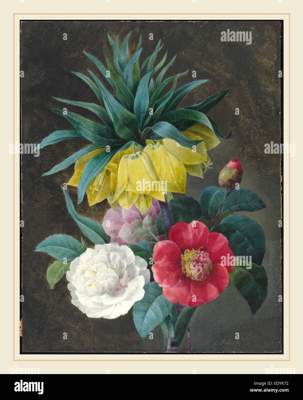 Pierre Joseph Redouté, français (1759-1840), quatre de pivoines et d'une couronne impériale, Aquarelle et gouache sur graphite sur papier parchemin Banque D'Images