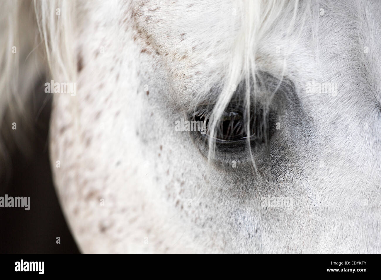 Cheval Arabe, White Horse, mare, vue Détails de mèche de cheveux au-dessus de l'œil, en Rhénanie du Nord-Westphalie, Allemagne Banque D'Images