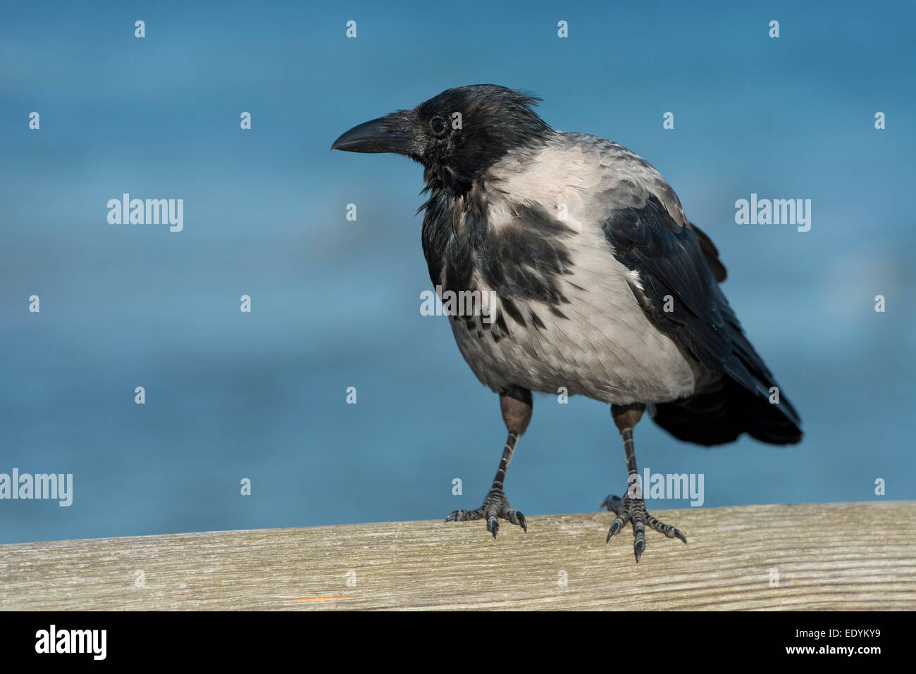Hooded Crow (Corvus corone cornix) perché sur main courante, Mecklembourg-Poméranie-Occidentale, Allemagne Banque D'Images