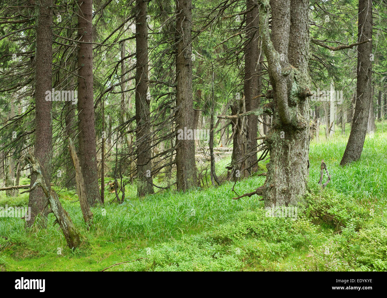 Dans la jungle de l'épinette, l'épinette de Norvège (Picea abies), sur le mont Brocken, Parc National de Harz, Saxe-Anhalt, Allemagne Banque D'Images