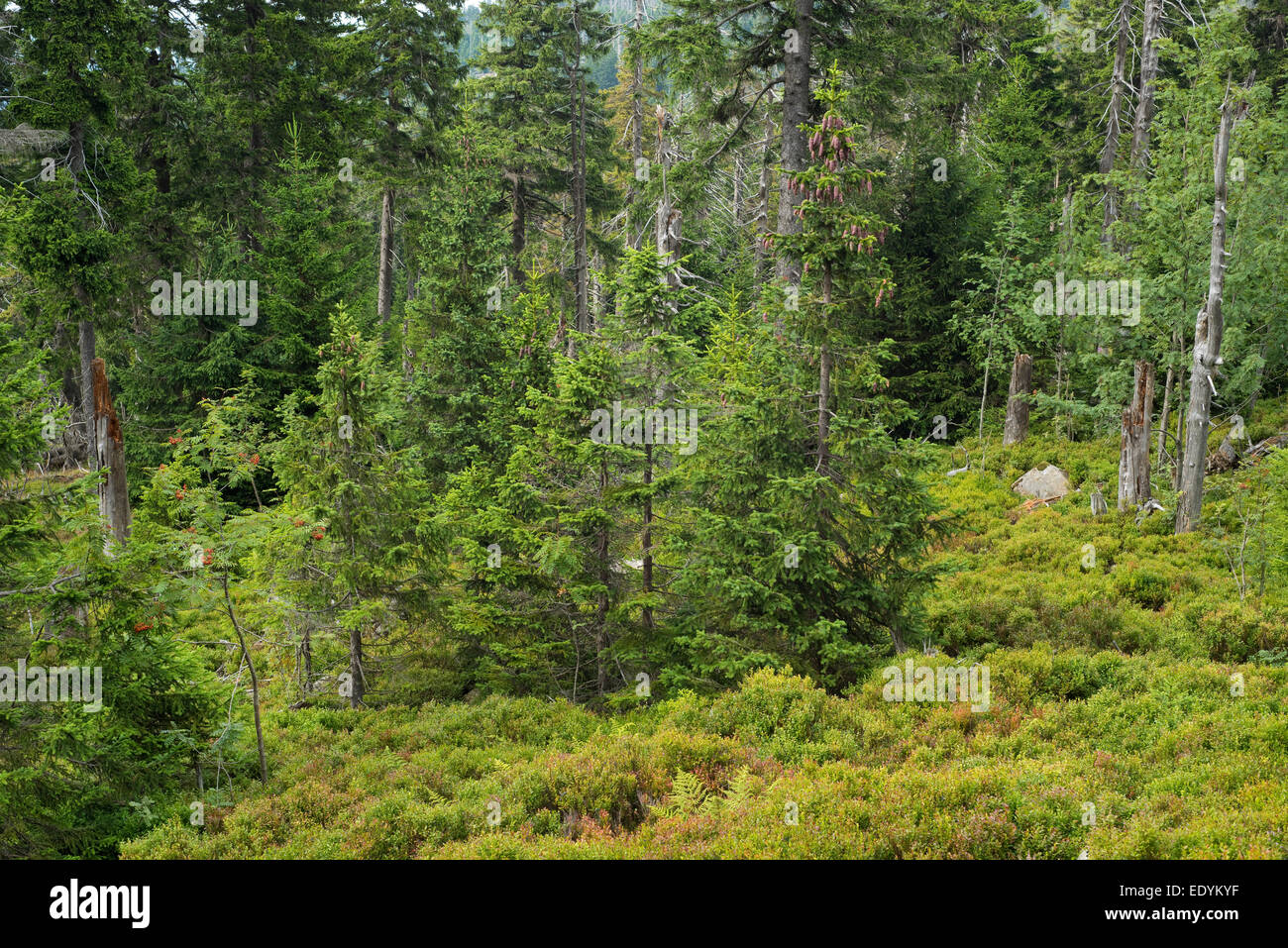 Dans la jungle de l'épinette, l'épinette de Norvège (Picea abies), sur le mont Brocken, Parc National de Harz, Saxe-Anhalt, Allemagne Banque D'Images