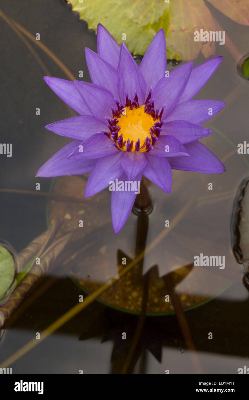 Water Lily, Nymphaea espèces, cultivar, Washington, DC Banque D'Images