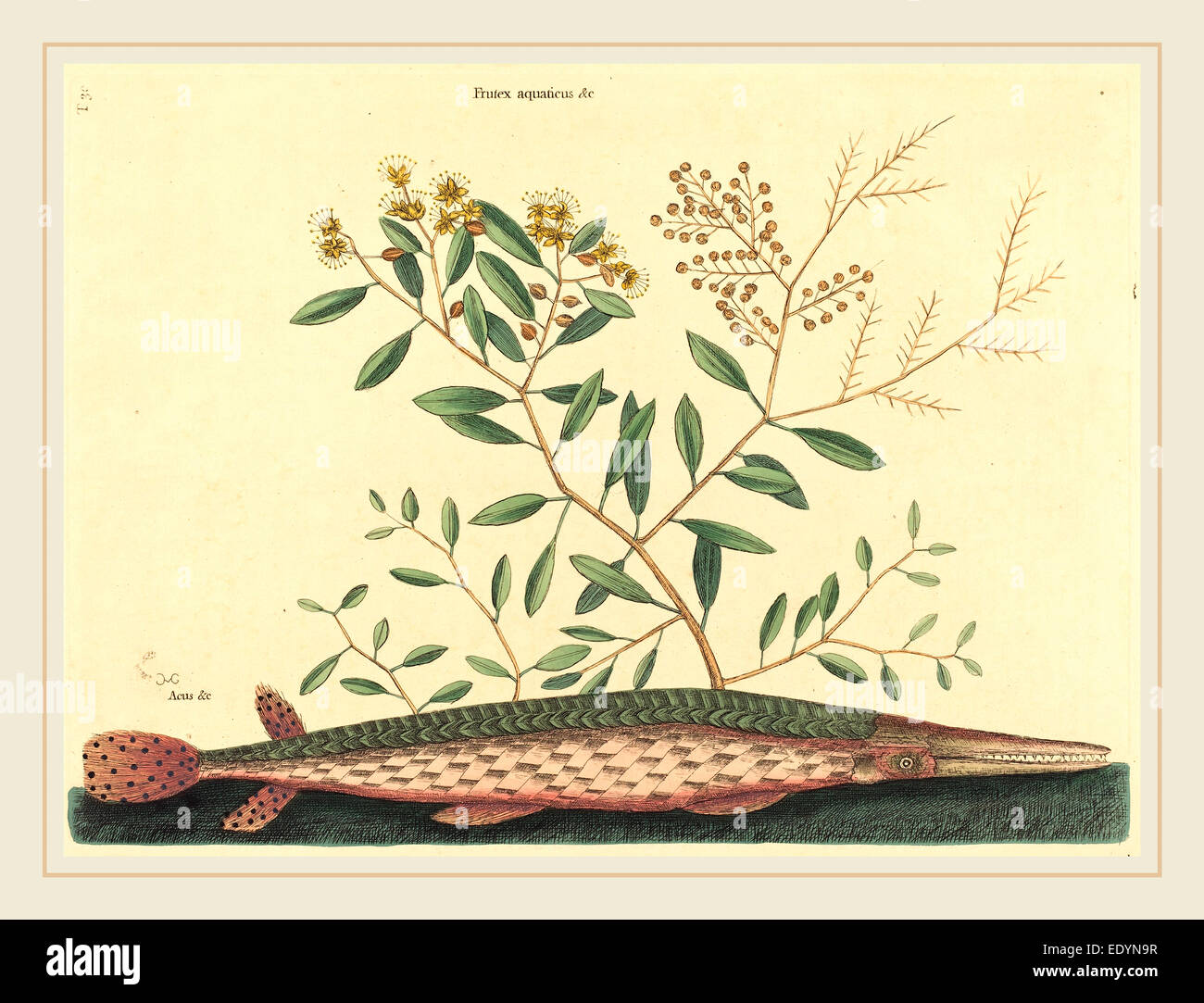 Mark Catesby,français, (1679-1749), le gar vert Poisson (Esox osseus), 1731-1743, publié à la main, eau-forte Banque D'Images