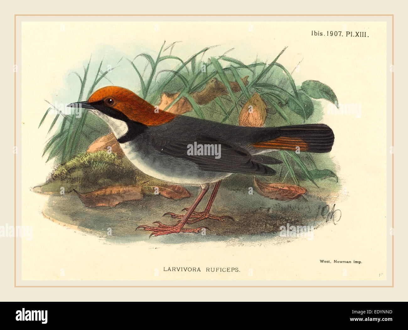 La 19e siècle, l'oiseau (Larvivora Ruficeps), lithographie coloriée au Banque D'Images