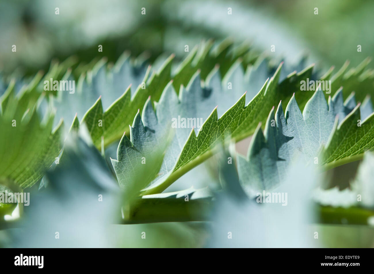 Bords de feuille crantée d'un arbuste Melianthus major. Banque D'Images