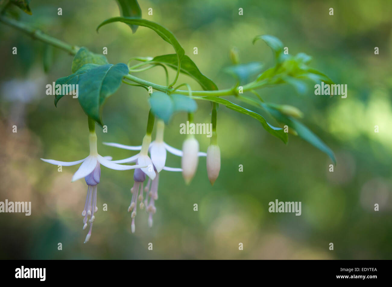 Une délicate lilas blanc pâle Fuschia avec au milieu. Fleurs suspendues et un fond vert. Banque D'Images