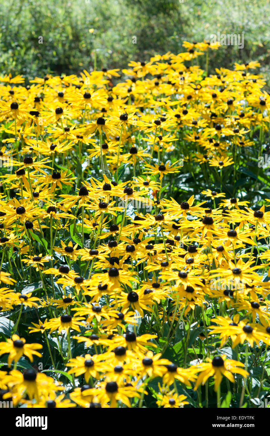 Un grand, lumineux touffe de Rudbeckia Goldsturm dans une fin de l'été fleur frontière. Banque D'Images