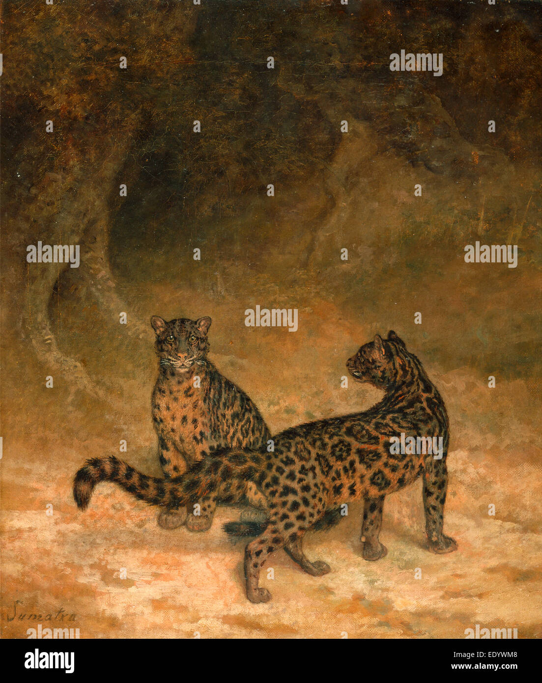 Deux Léopards obscurci assombri le léopard deux léopards assombries de Sumatra inscrit, à gauche en bas : "omatra» Banque D'Images