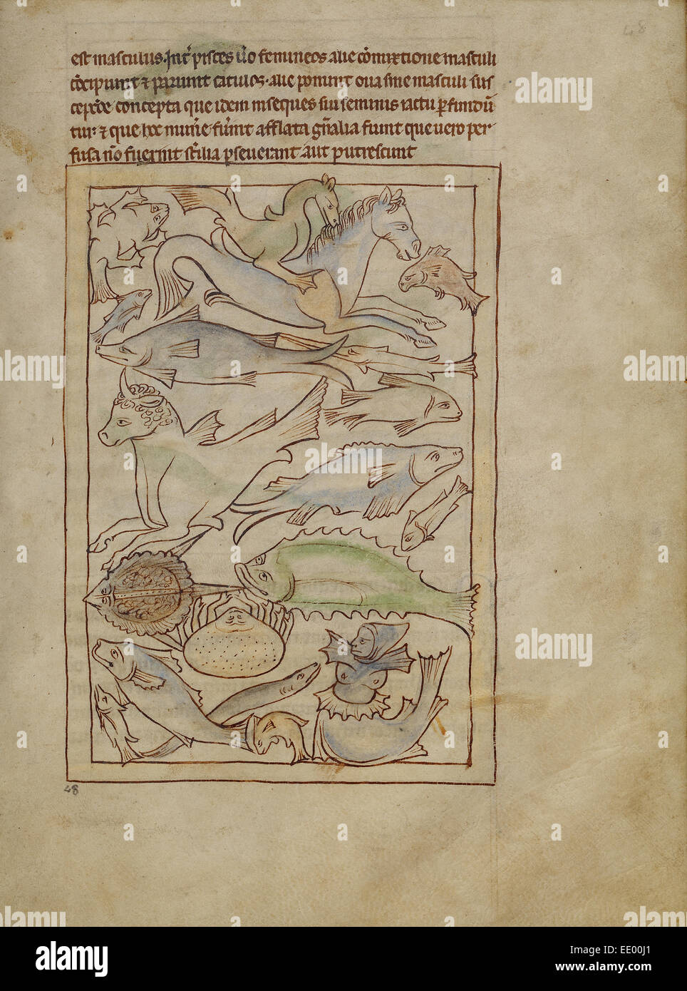Les poissons et les monstres marins ; inconnu ; l'Angleterre, l'Europe ; environ 1250 - 1260 ; Pen-et-dessins à l'encre teintée de couleur du corps Banque D'Images