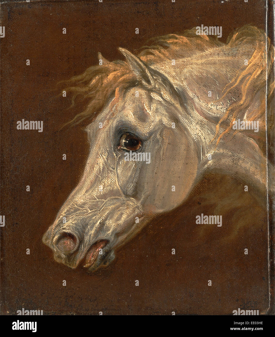 Tête d'un cheval arabe gris peinture noire, signé en bas à droite : "Tw", Martin Theodore Ward, 1799-1874, British Banque D'Images