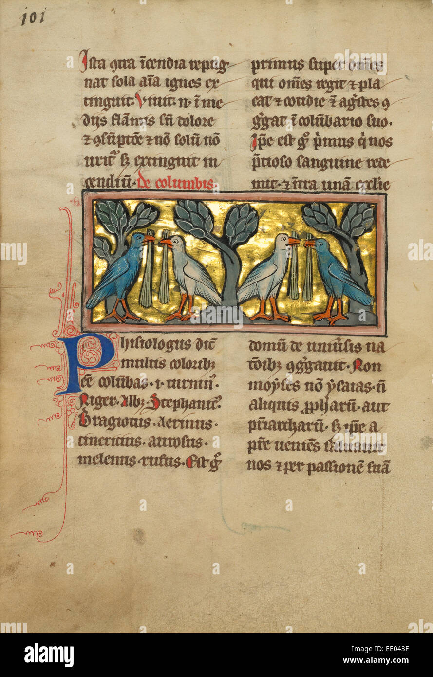 Deux paires de pigeons ; inconnu ; Thérouanne ?, France (anciennement Flandre), Europe ; quatrième trimestre de 13e siècle (après 1277) Banque D'Images