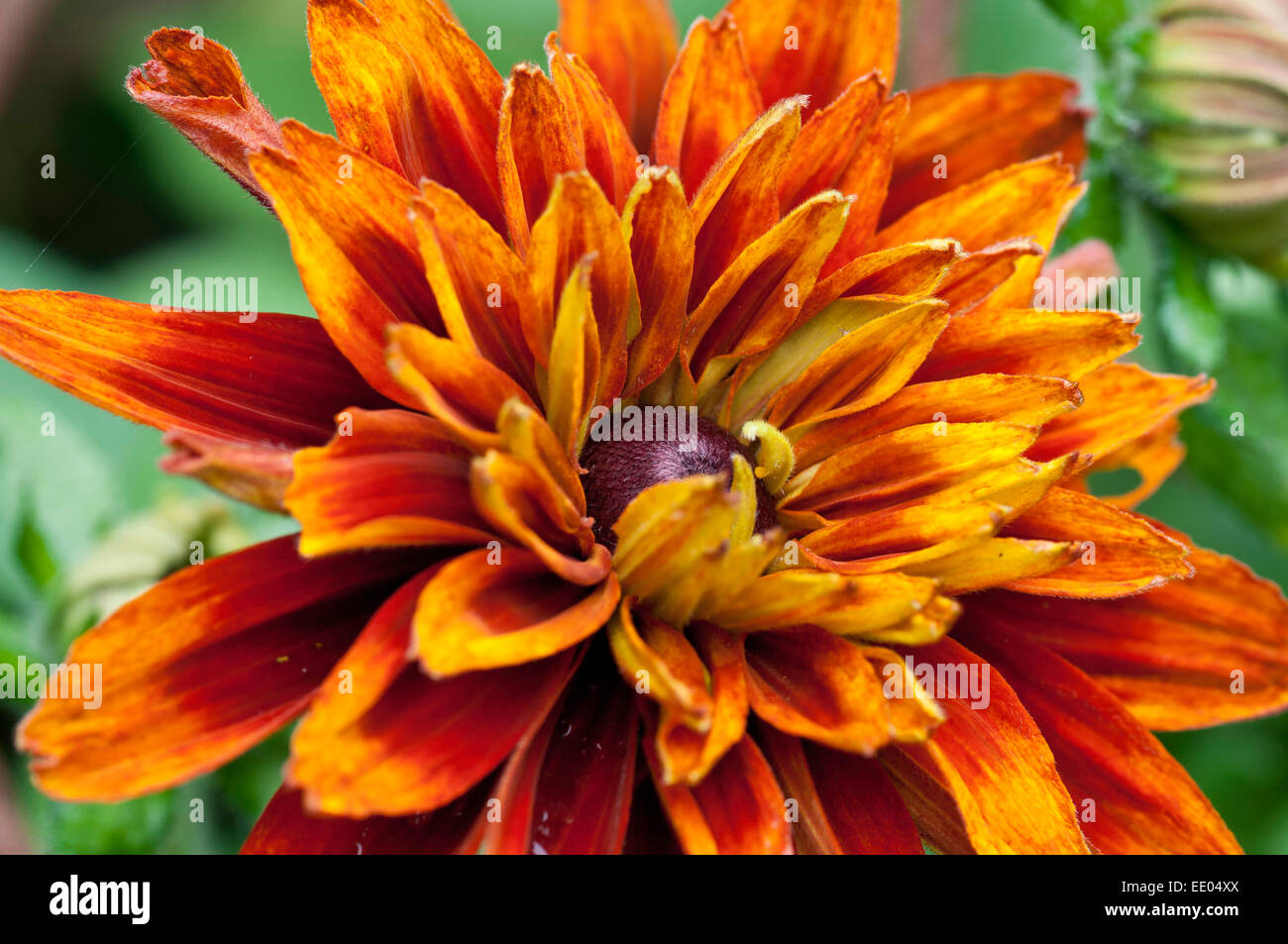 Rudbeckia 'Cherokee Sunset' Fleur Banque D'Images