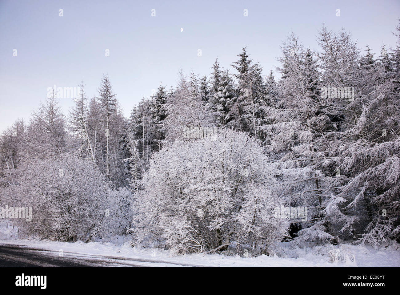 Arbres couverts de neige le long d'une route en Ecosse Banque D'Images