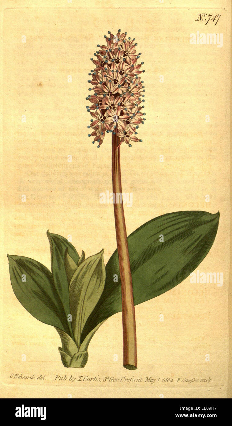 Sydenham Teast botanique imprimer par Edwards 1768 - 1819, Sydenham Edwards était une histoire naturelle de l'Illustrator, britannique, UK Banque D'Images