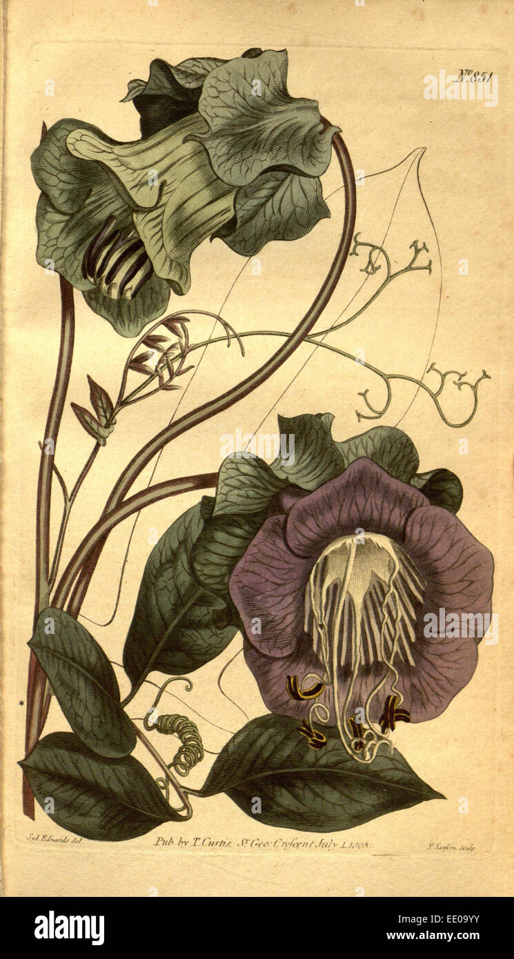 Sydenham Teast botanique imprimer par Edwards 1768 - 1819, Sydenham Edwards était une histoire naturelle de l'Illustrator, britannique, UK Banque D'Images