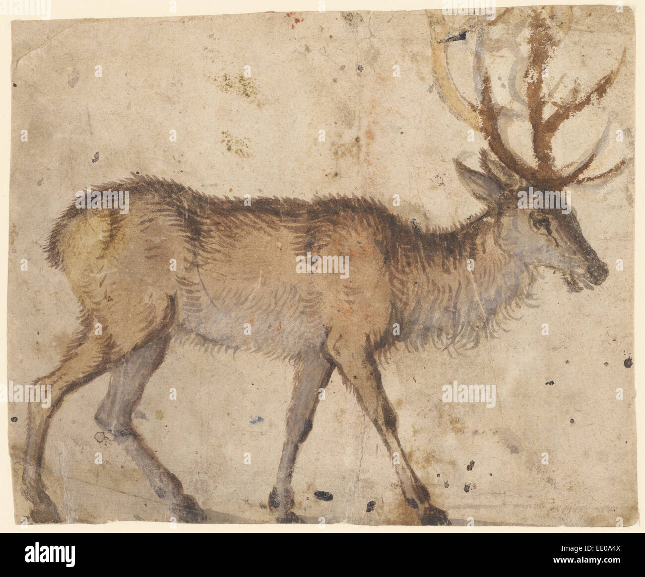 Étude d'un Stag (recto), étude des chèvres (verso) ; Lucas Cranach l'ancien, l'allemand, 1472 - 1553 ; 1520 - 1530 environ Banque D'Images