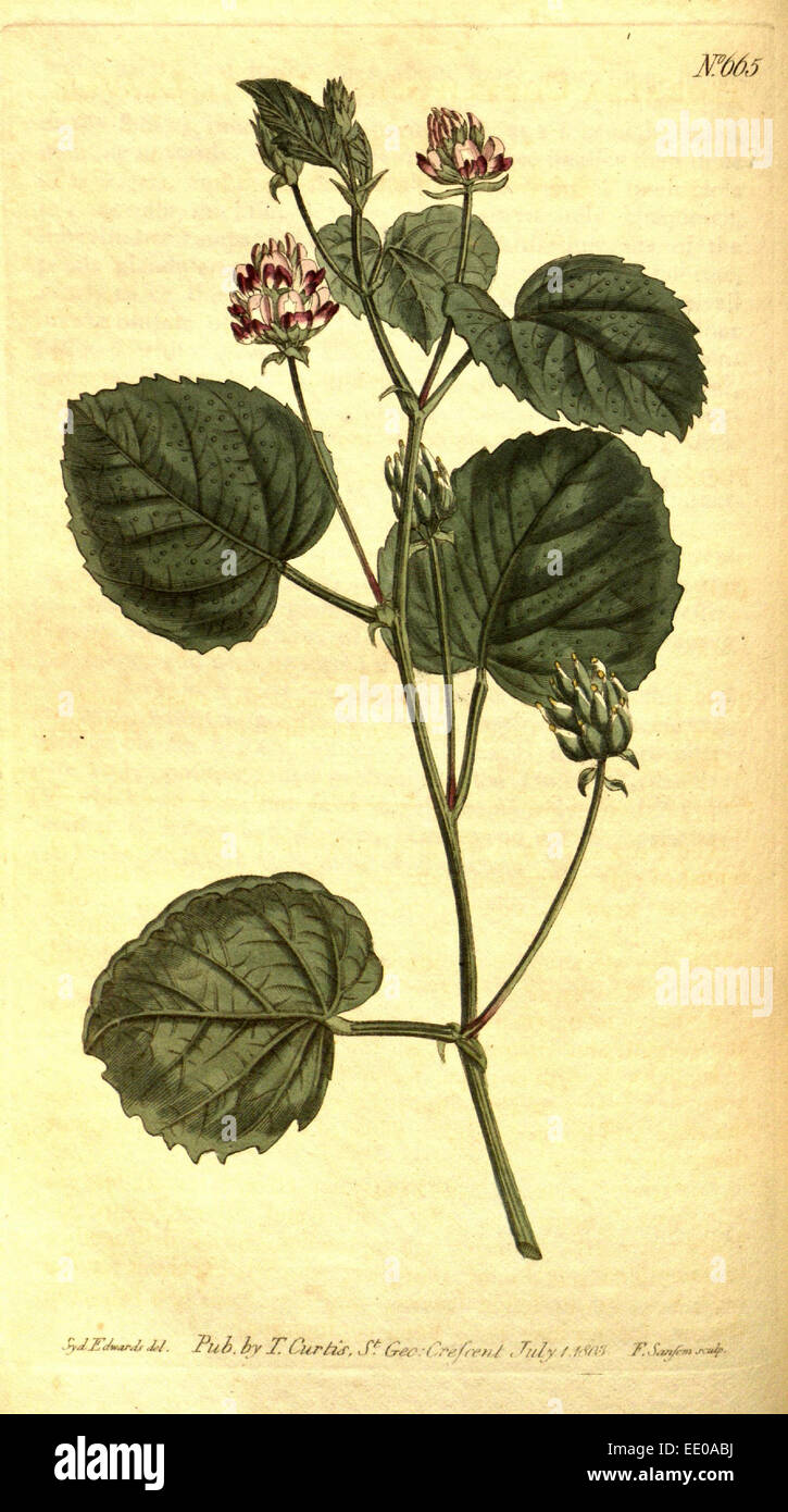 Sydenham Teast botanique imprimer par Edwards 1768 - 1819, Sydenham Edwards était une histoire naturelle de l'Illustrator, britannique, UK Banque D'Images