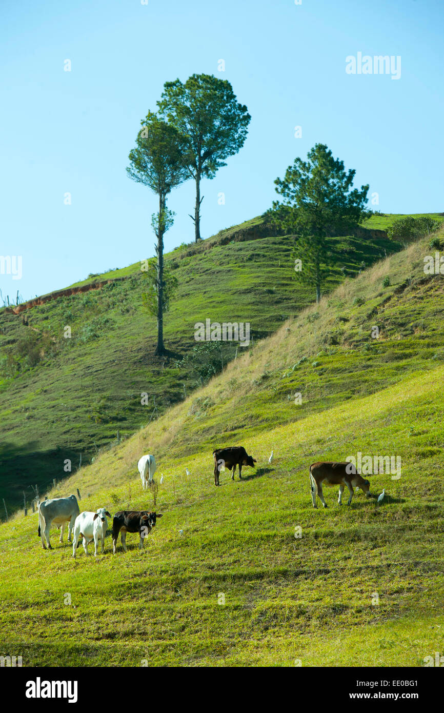 Dominikanische Republik, Cordillère centrale, Landschaft südlich von Constanza an der Carretera al Salto de Aguas Blancas (Strass Banque D'Images