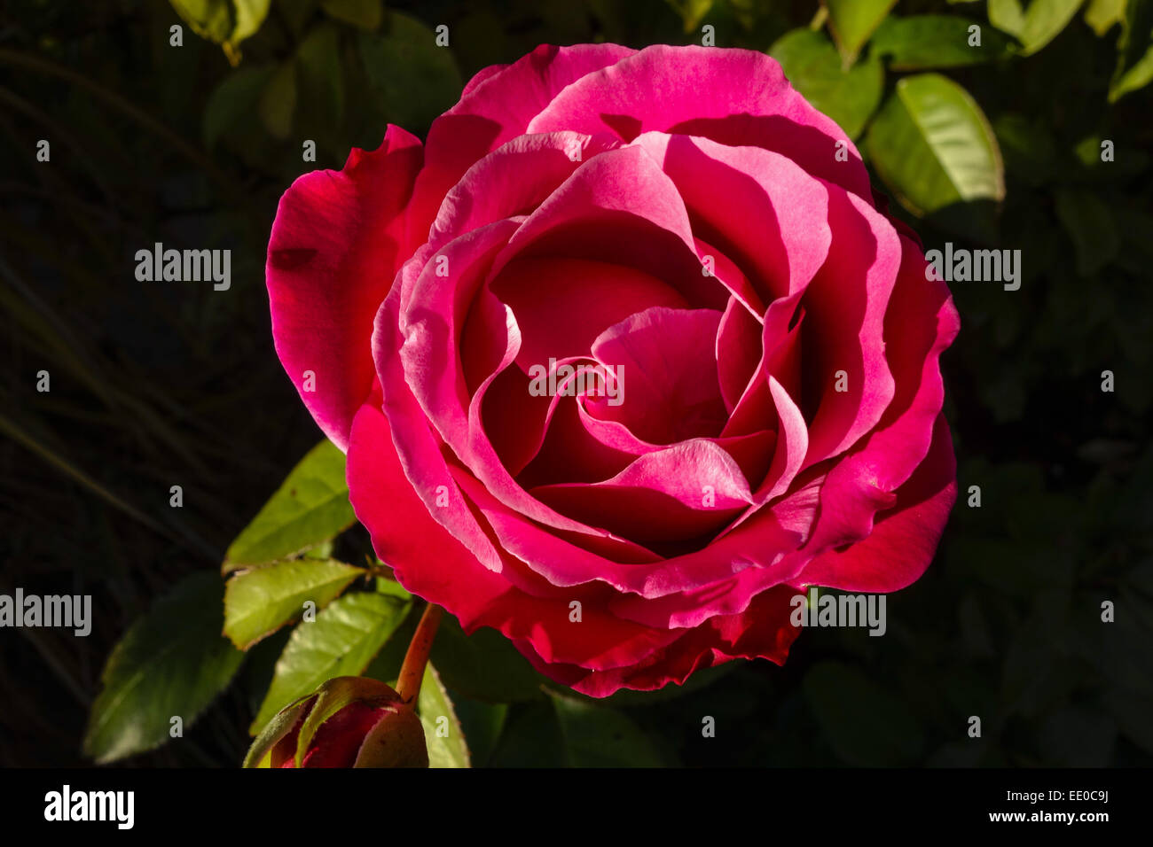 Rote Rosen Banque d'image et photos - Alamy
