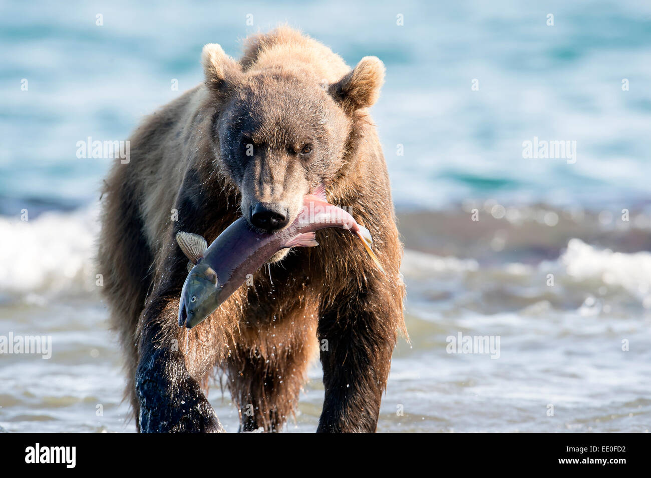 Les captures de saumon un ours brun Banque D'Images