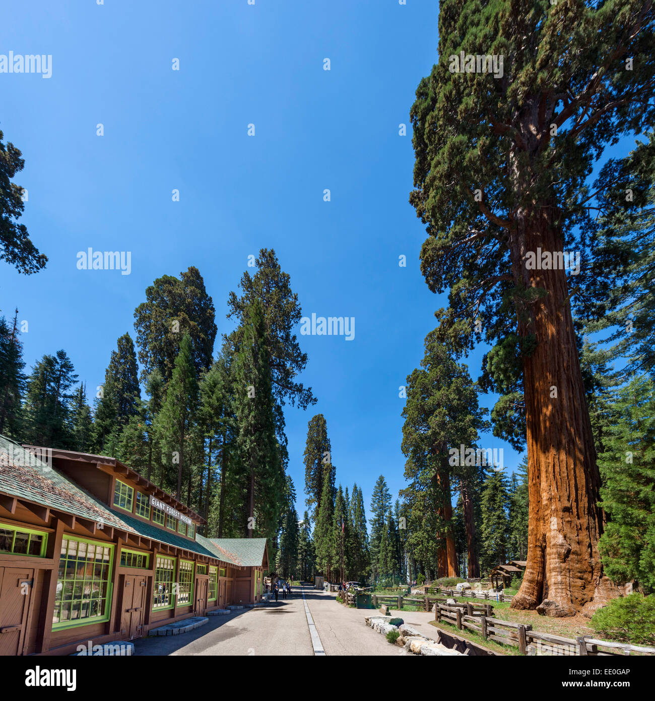 Le Musée de la forêt géante sur la route de généraux, Sequoia National Park, la Sierra Nevada, Californie, USA Banque D'Images