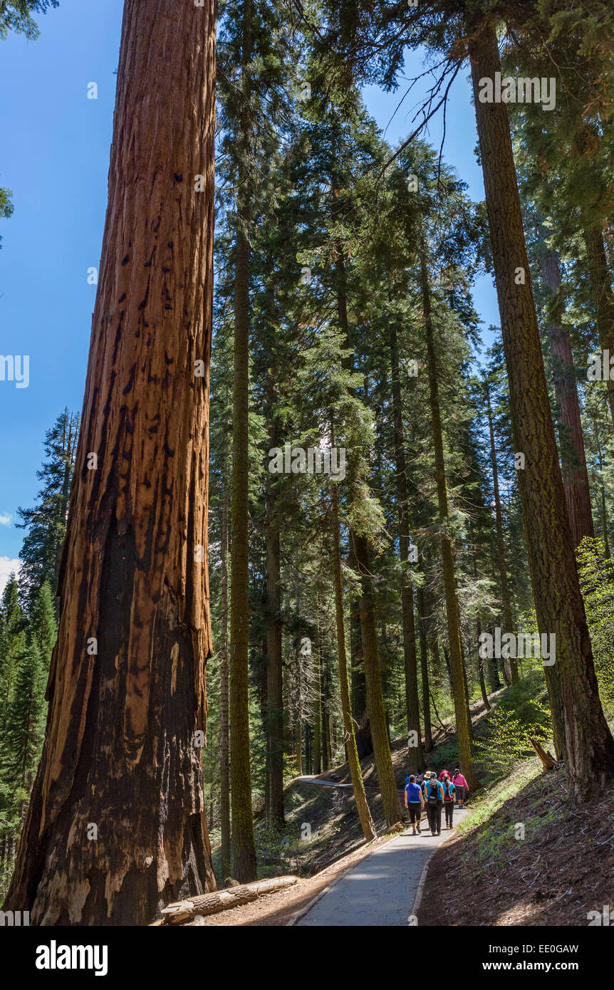 Les promeneurs sur le chemin de la forêt géante de musée les grands arbres Trail, Sequoia National Park, la Sierra Nevada, Californie, USA Banque D'Images