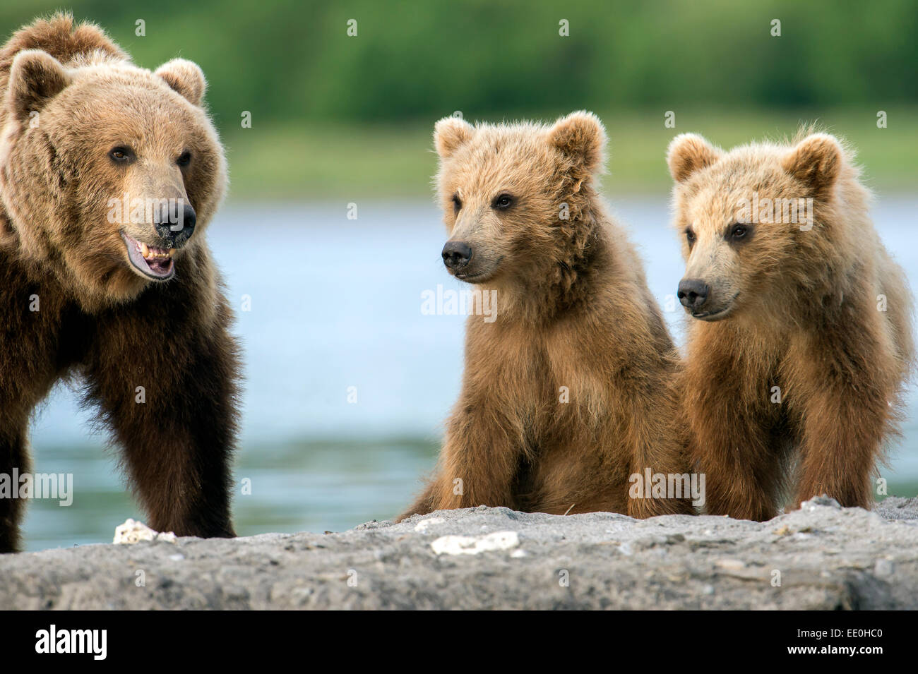 Mère de l'ours brun et d'oursons Banque D'Images