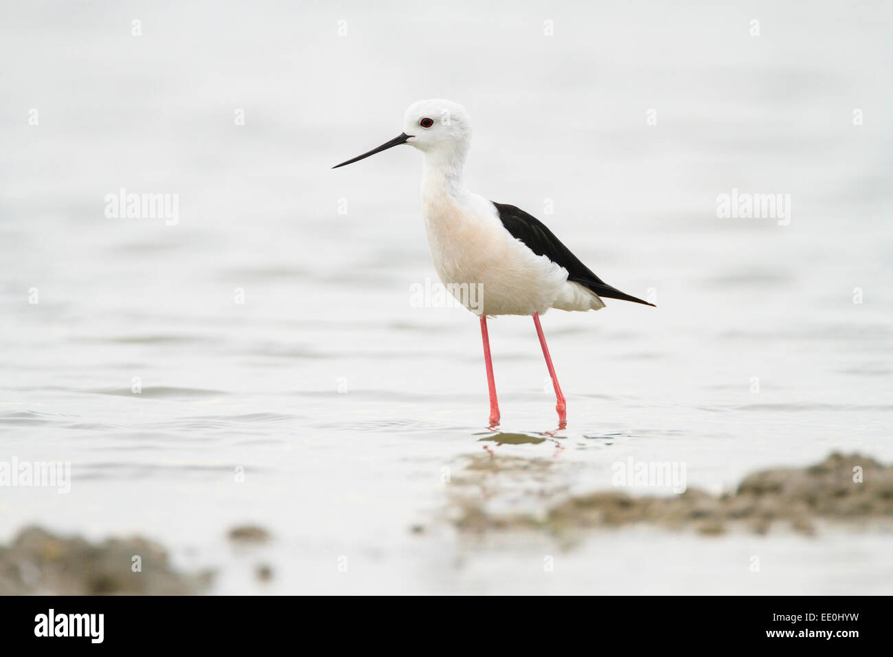 Black-winged Stilt (Himantopus himantopus) se nourrissent dans les eaux peu profondes. Pak Thale. La Thaïlande. Banque D'Images