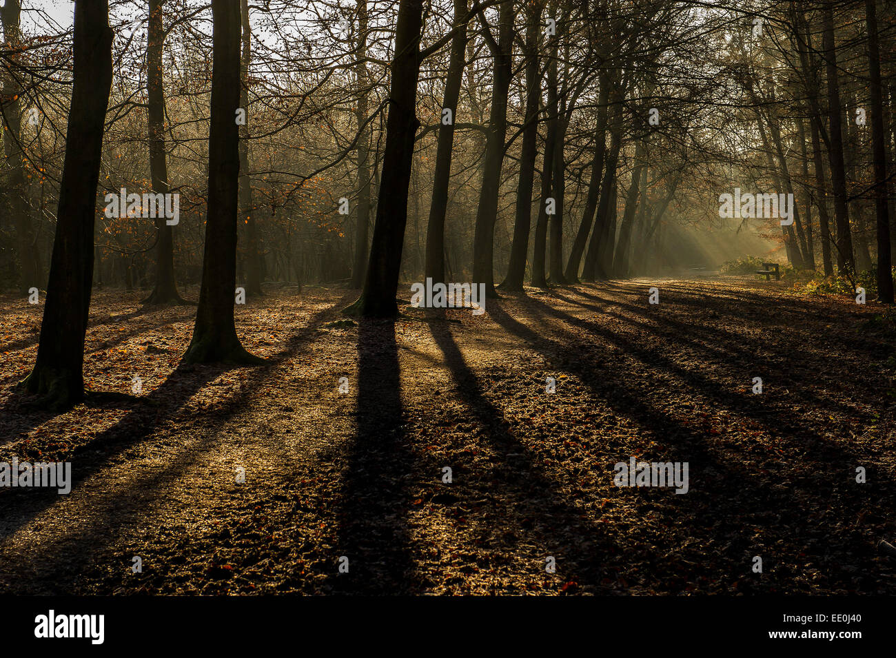 Une forêt dans la lumière du soleil tôt le matin - les hêtres vu en silhouette dans la lumière du soleil d'automne tôt le matin. Forestiers Thorndon Park dans l'Essex. Banque D'Images