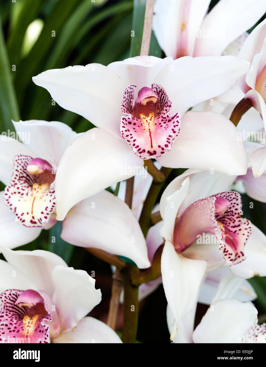 Cymbidium - Orchid Banque D'Images