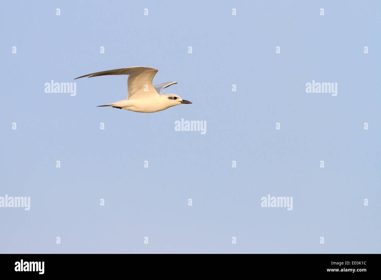 Gull-billed Tern (Gelochelidon nilotica) en vol. Pak Thale. Petchaburi province. La Thaïlande. Banque D'Images