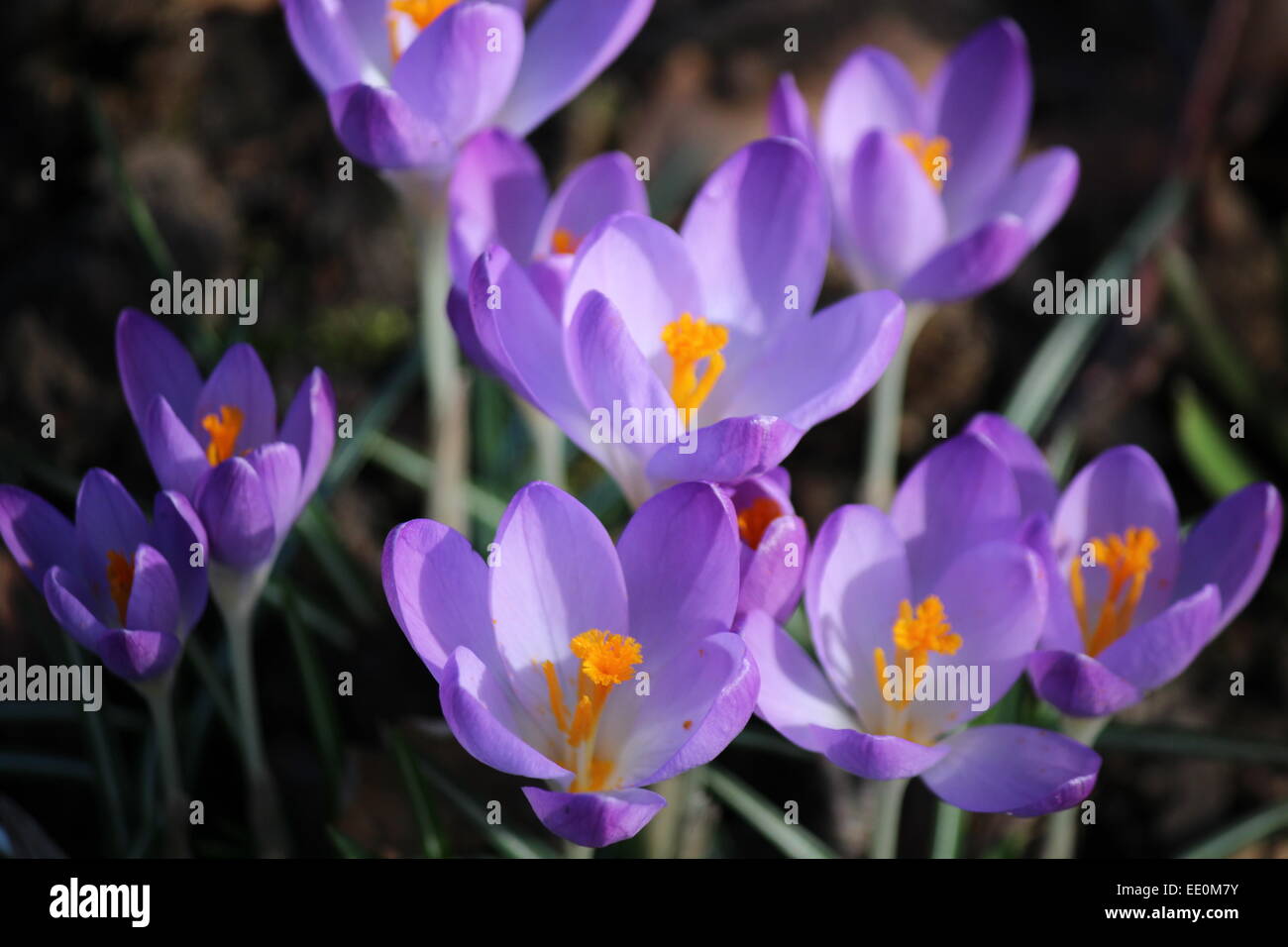 Les crocus de printemps en plein soleil Banque D'Images