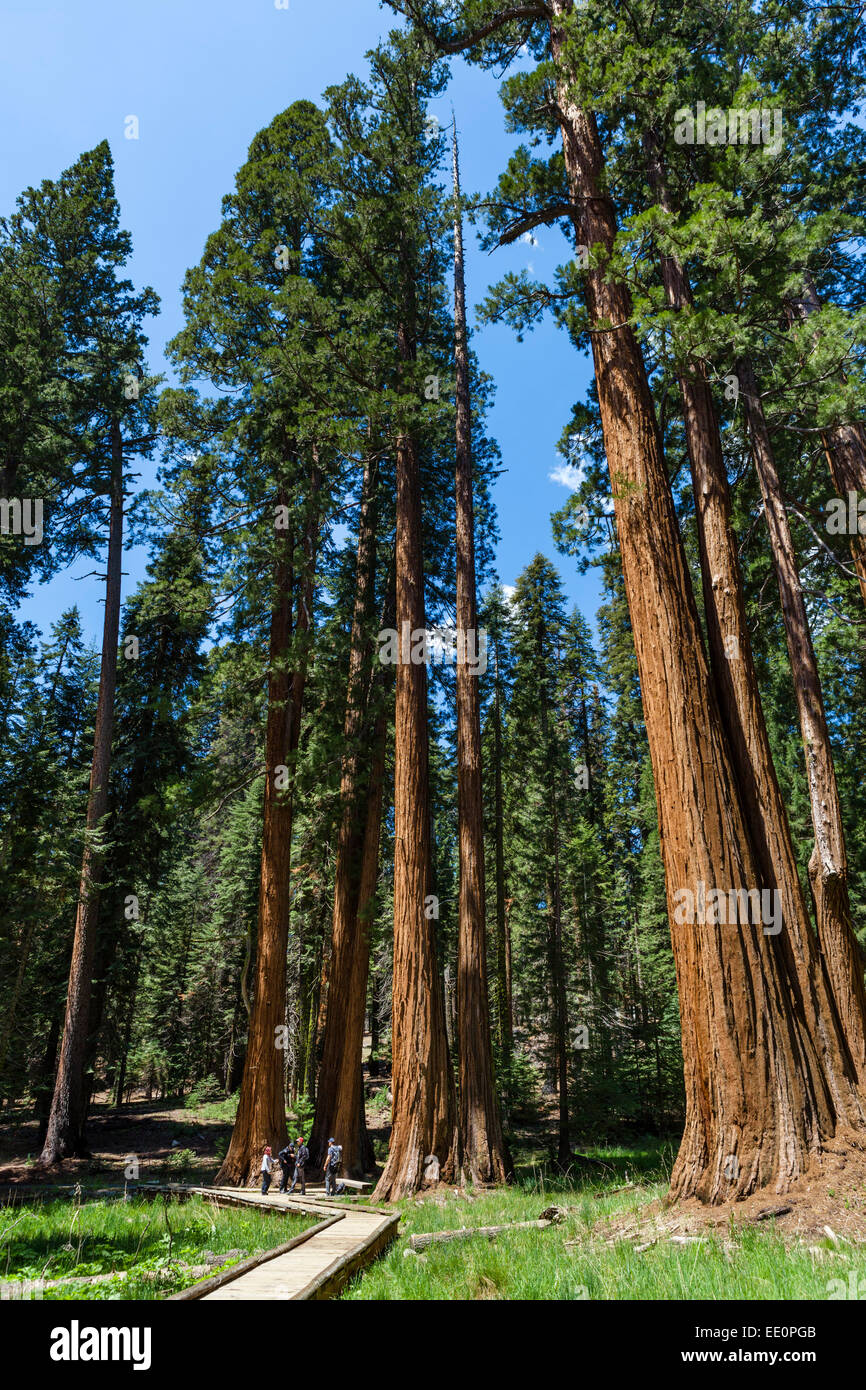 Les promeneurs sur les grands arbres Trail à Sequoia National Park, la Sierra Nevada, Californie, USA Banque D'Images