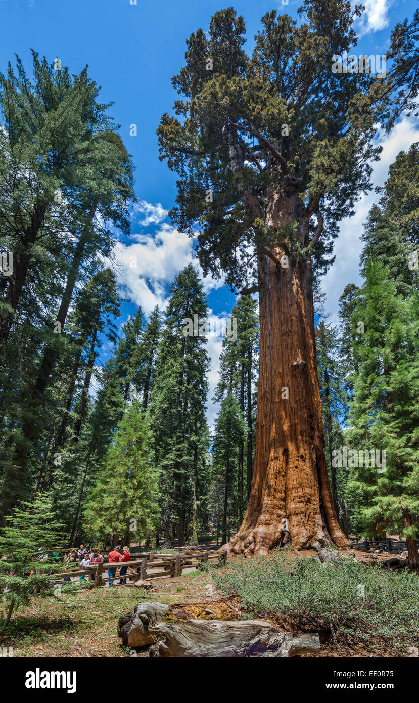 Les touristes en face de General Sherman Tree, l'un des plus importants au monde, Sequoia National Park, la Sierra Nevada, Californie, USA Banque D'Images