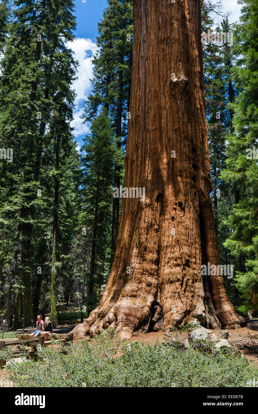 Les touristes posant devant le General Sherman Tree, l'un des plus importants au monde, Sequoia National Park, Californie, USA Banque D'Images