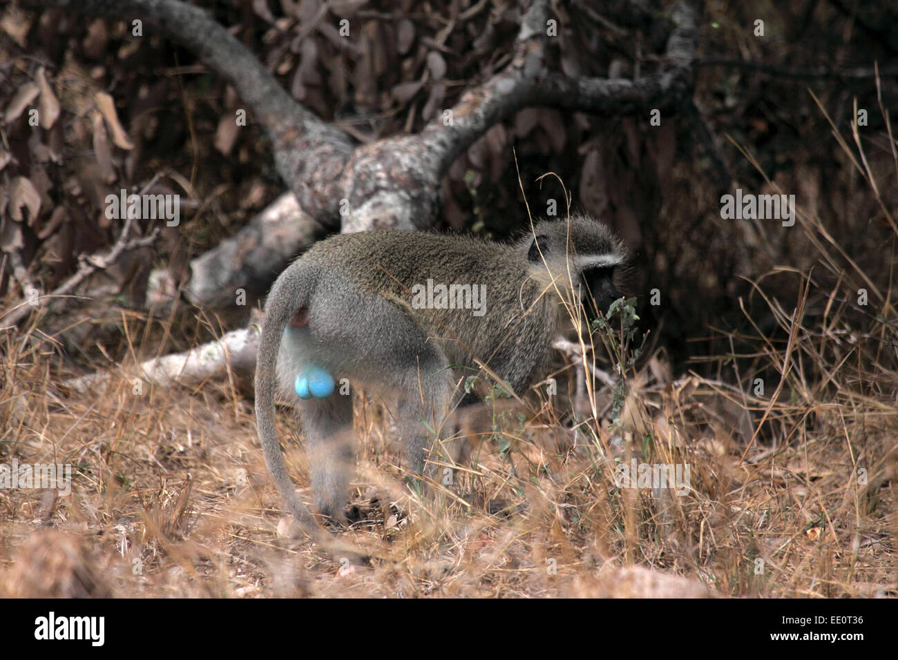 Singe homme affichant un bleu lumineux the Banque D'Images