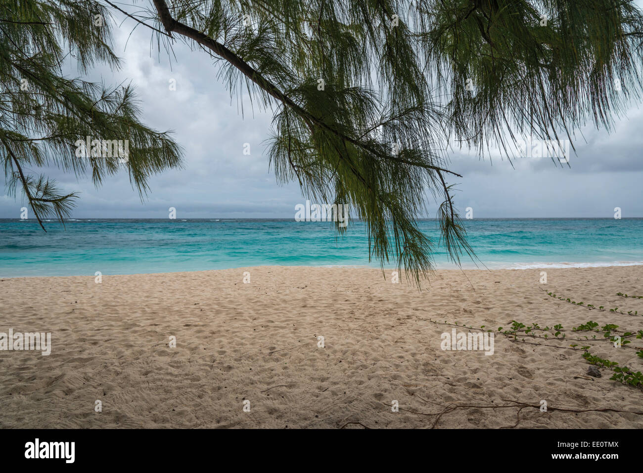 Tropical Beach at Foul Bay sur la côte atlantique de l'île antillaise de la Barbade dans les Antilles. Banque D'Images