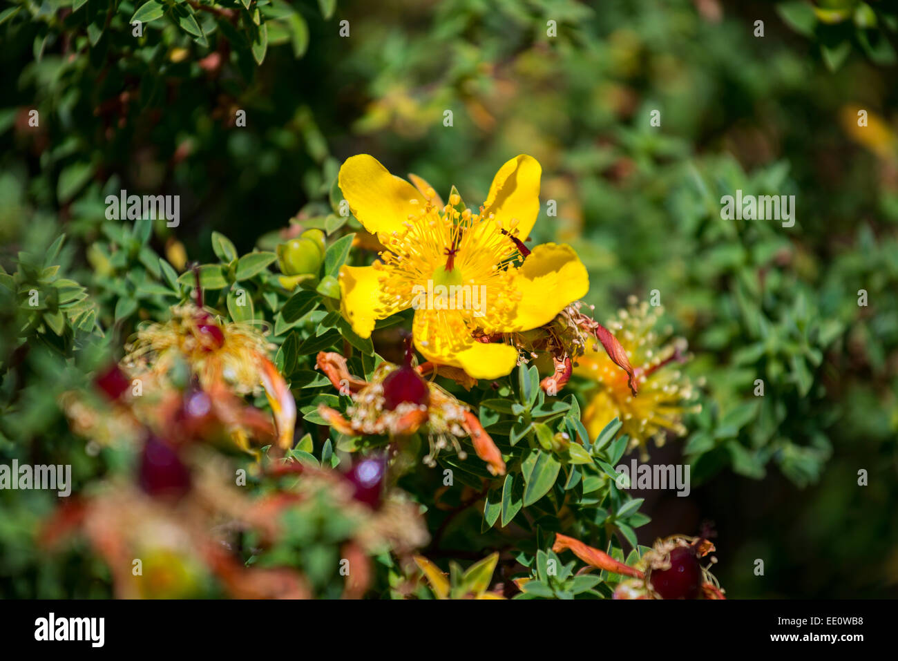 La Cueillette Sauvage De Plantes Aromatiques Et Médicinales