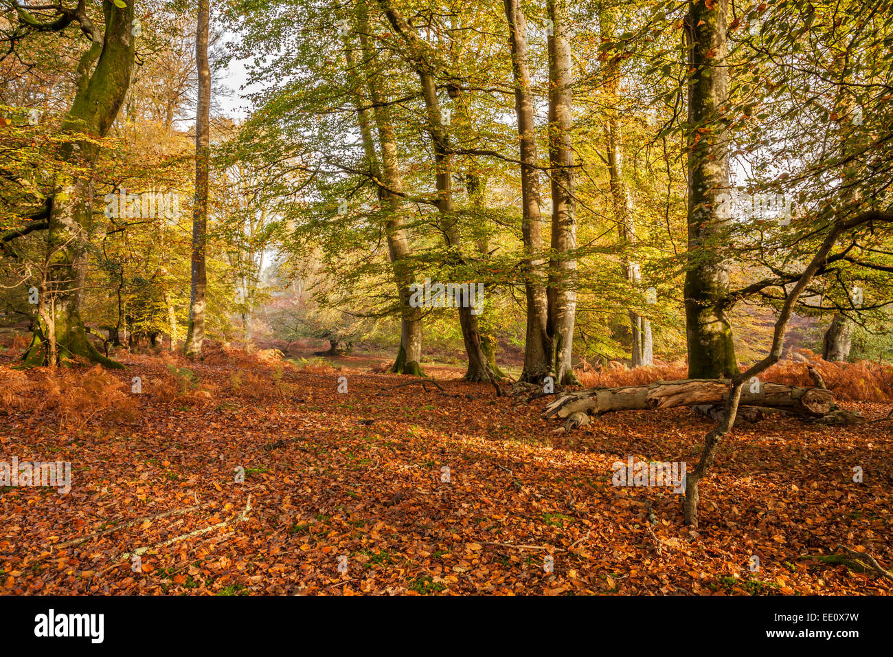 Début de l'automne, New Forest, Bolderwood, Parc National, Hampshire Banque D'Images