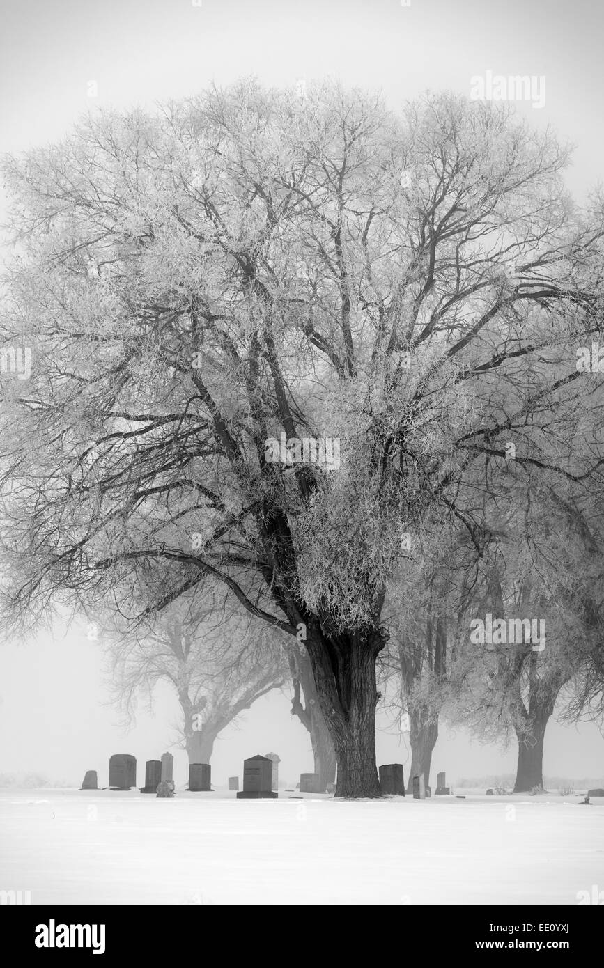 Les pierres tombales dans le cimetière nord de l'Oregon en poudre sur un jour d'hiver brumeux. Banque D'Images