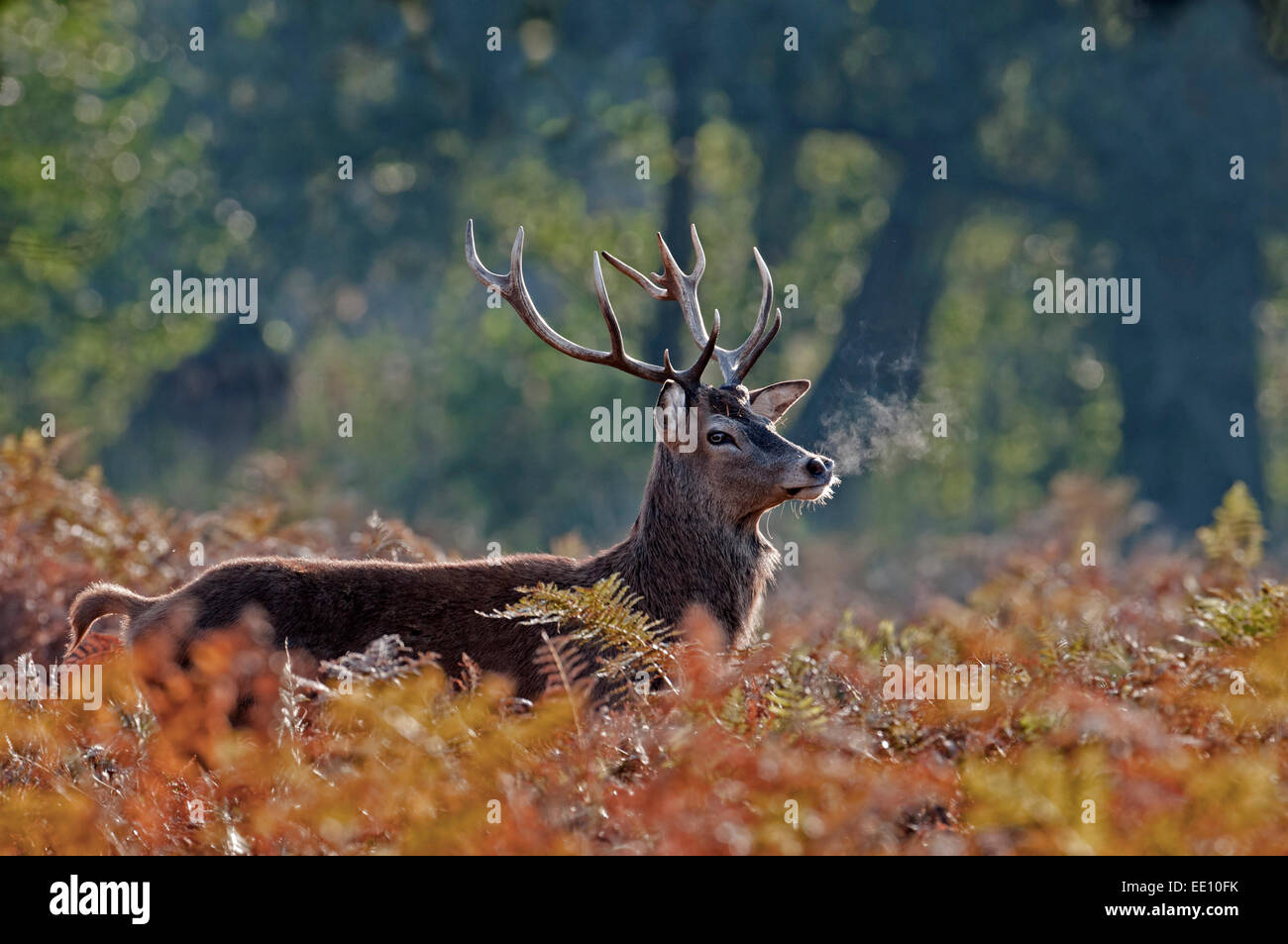 Red Deer mâle(Stag)- Cervus elaphus avec vapeur provenant de la bouche, c'est à l'aube pendant le rut. Banque D'Images