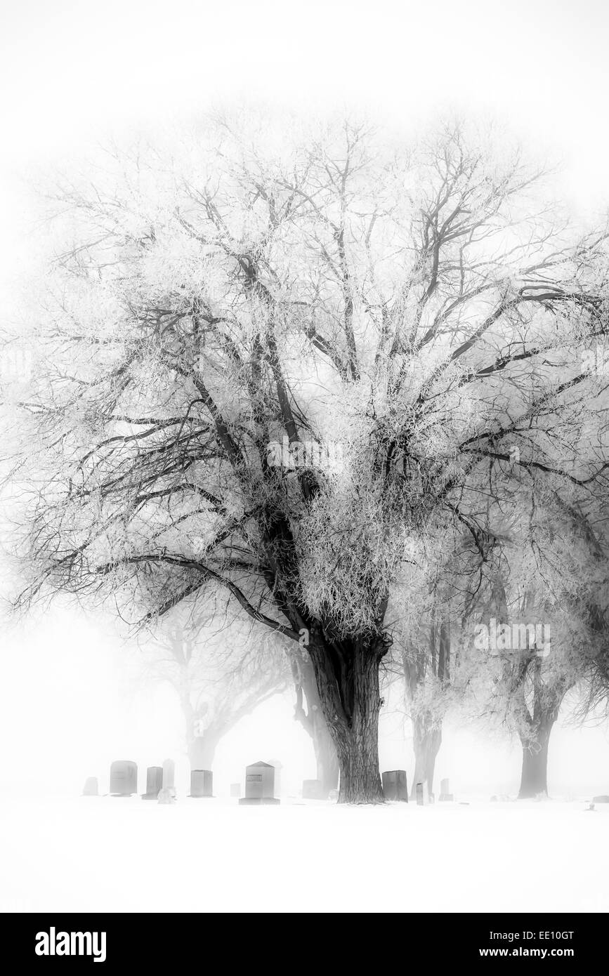 Les pierres tombales dans le cimetière nord de l'Oregon en poudre sur un jour d'hiver brumeux. Banque D'Images