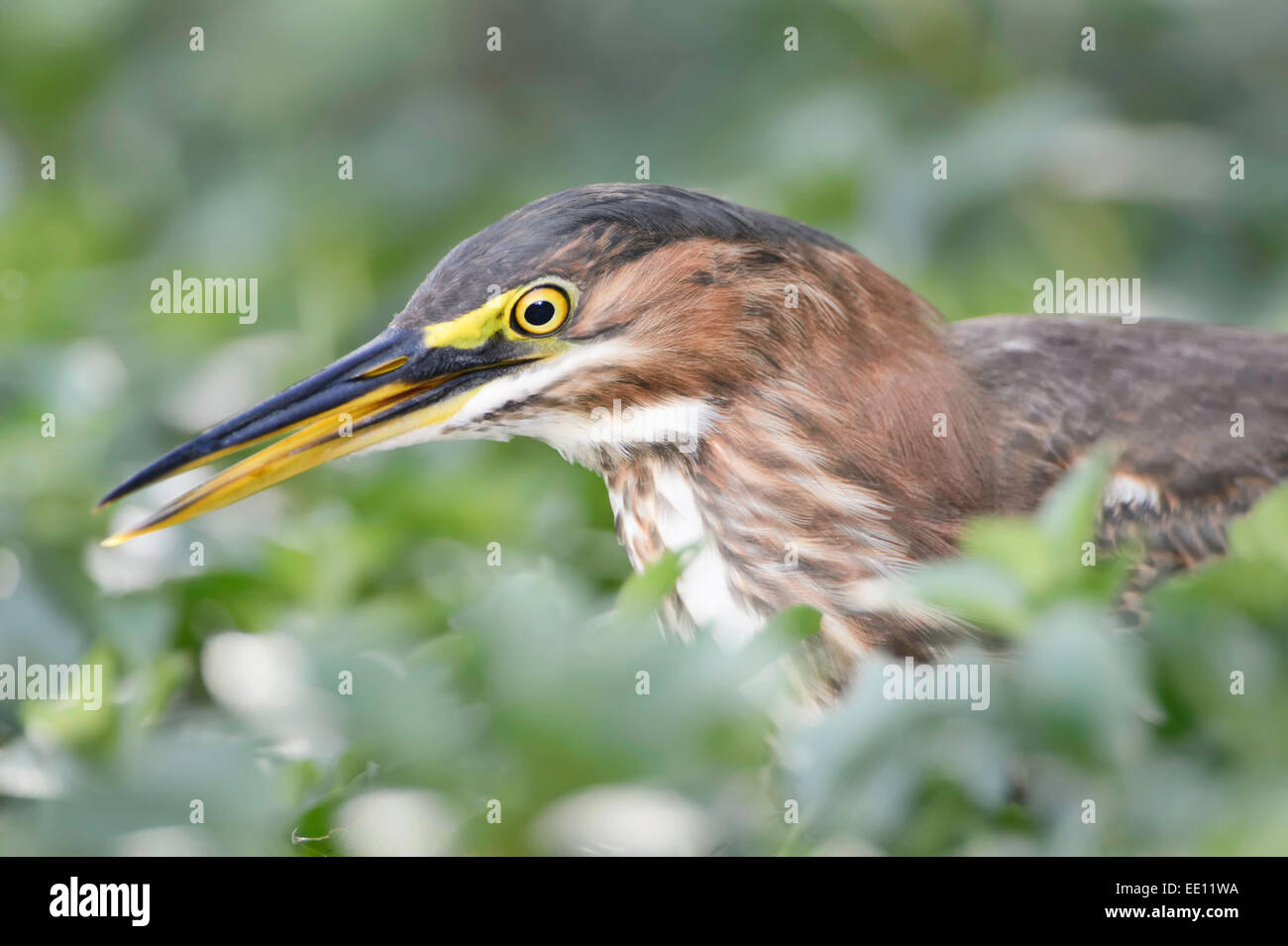 Un jeune héron vert dans Toruguero National Park, Costa Rica. Banque D'Images