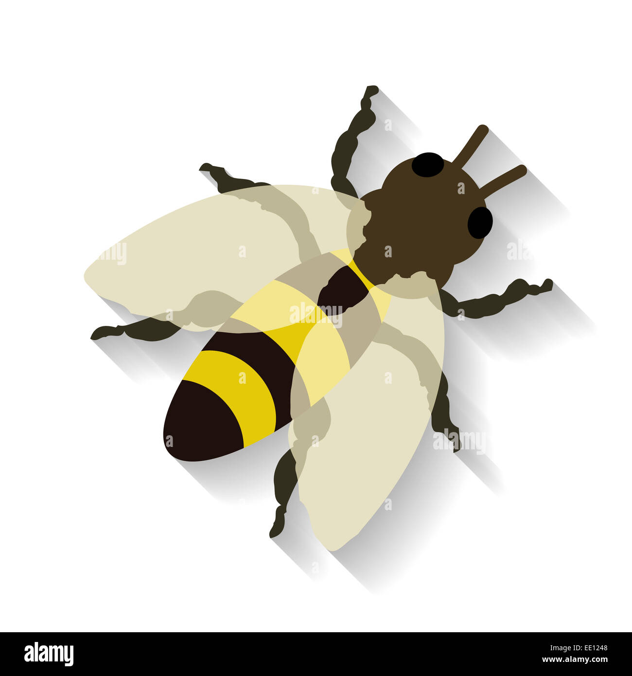 Abeille réaliste isolé sur fond blanc. Illustration vecteur EPS 10. Banque D'Images