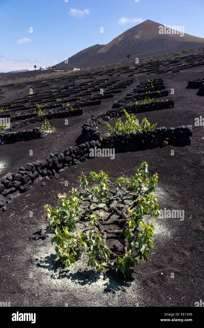 Vignes en séparateurs d'eau traités avec un fongicide, La Geria, Lanzarote, îles Canaries, Espagne Banque D'Images