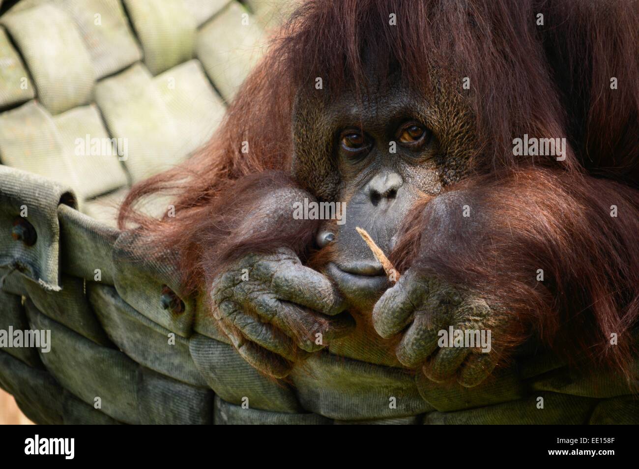 Les jeunes orang-outan au droit à la recherche dans l'appareil photo avec une légère curiosité. La tête entre les mains Banque D'Images