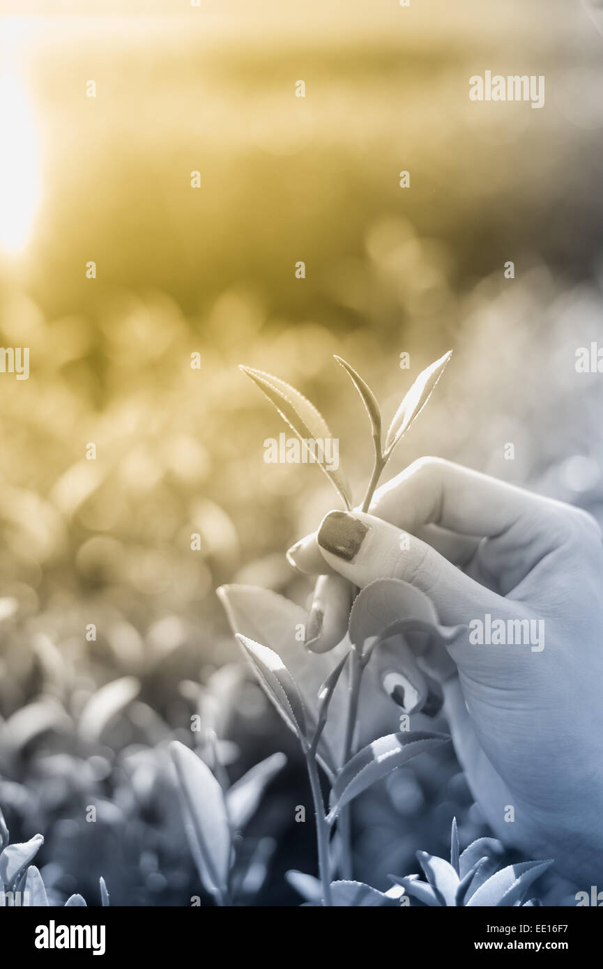 Feuilles de thé fraîches à doigts sur plantation à Chiang Rai, Thaïlande Banque D'Images
